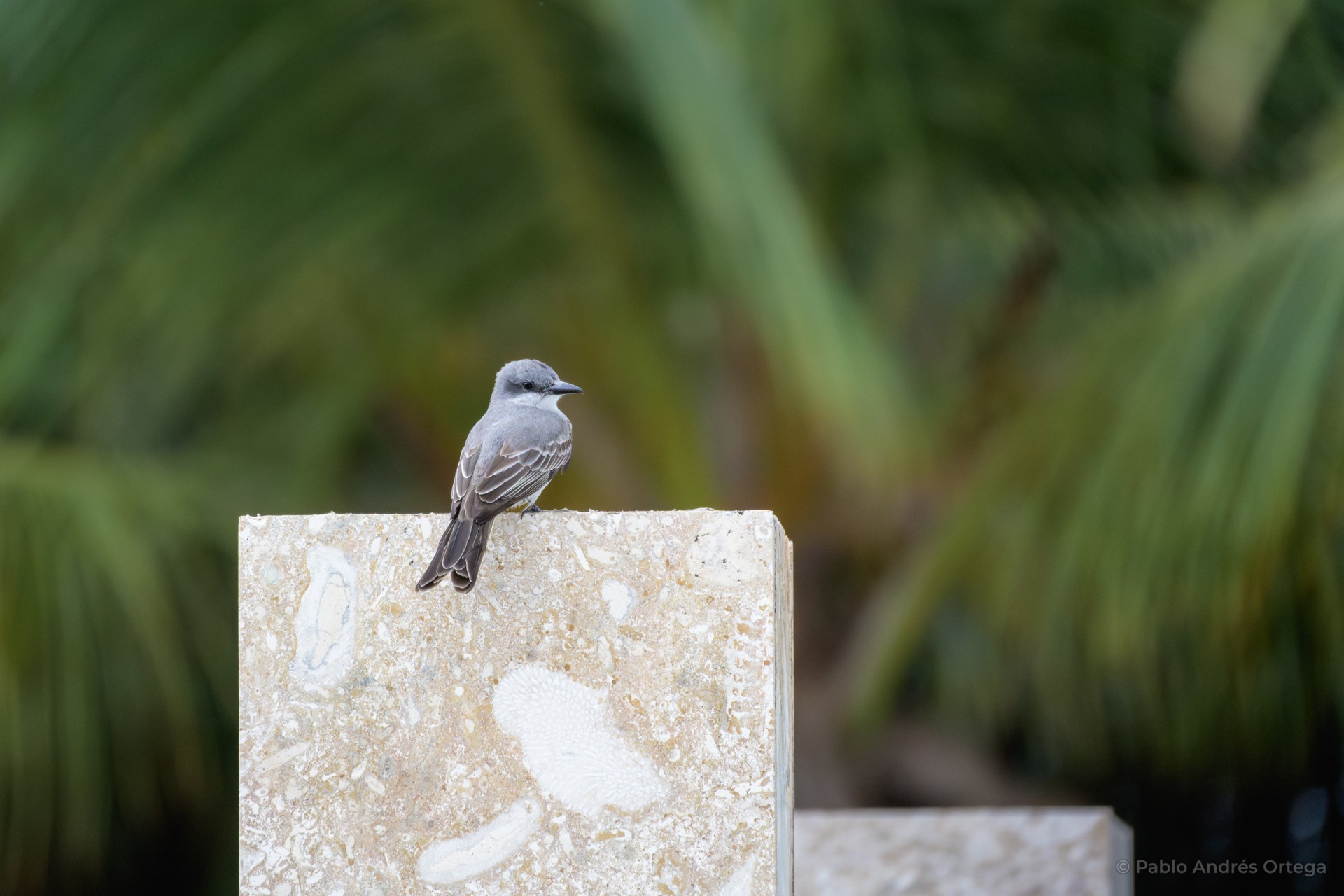 aves-vacaciones-hotel-grand-sirenis-punta-cana.jpg Atrapamoscas parado en poste con palmas de fondo