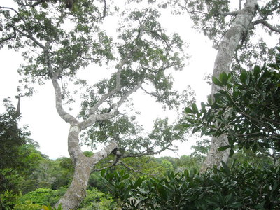 Vista de las copas de los Árboles desde el Dosel del PNN Amacayacu
