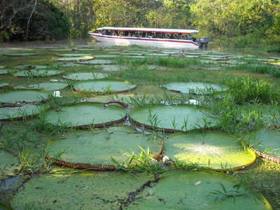 Victorias Regia en el Lago del Correo