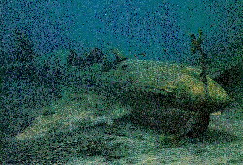 tiger-shark.gif