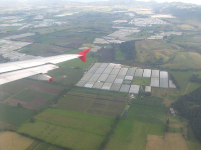 LA LINDA SABANA DE BOGOTA, CON SUS VIVERO Y SU VACAS ESTATICAS...