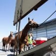 LAN Cargo transportó 50 caballos de Miami a Madrid | Aviacol.net El Portal de la Aviación Colombiana