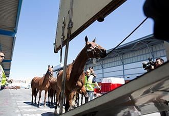 LAN Cargo transportó 50 caballos de Miami a Madrid | Aviacol.net El Portal de la Aviación Colombiana