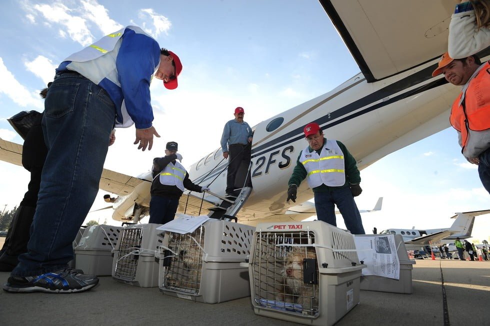  Pilotos voluntarios trasladan a mascotas y evitan que sean sacrificadas | Aviacol.net El Portal de la Aviación