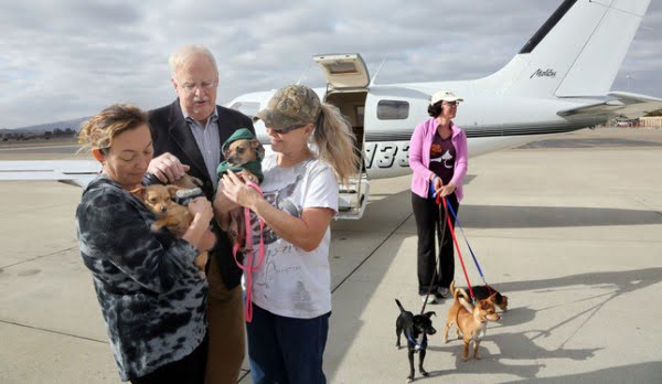  Pilotos voluntarios trasladan a mascotas y evitan que sean sacrificadas | Aviacol.net El Portal de la Aviación