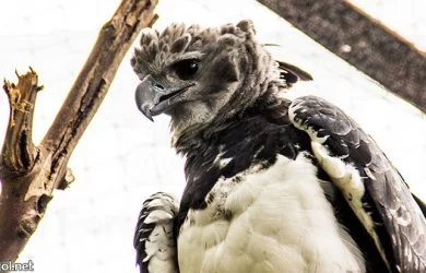 Águila arpía colombiana