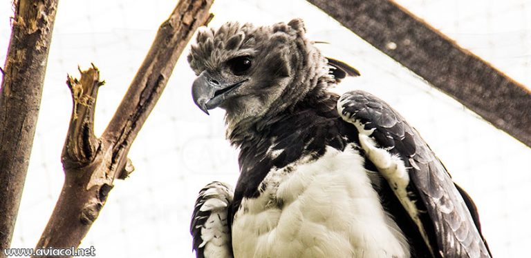 Águila arpía colombiana