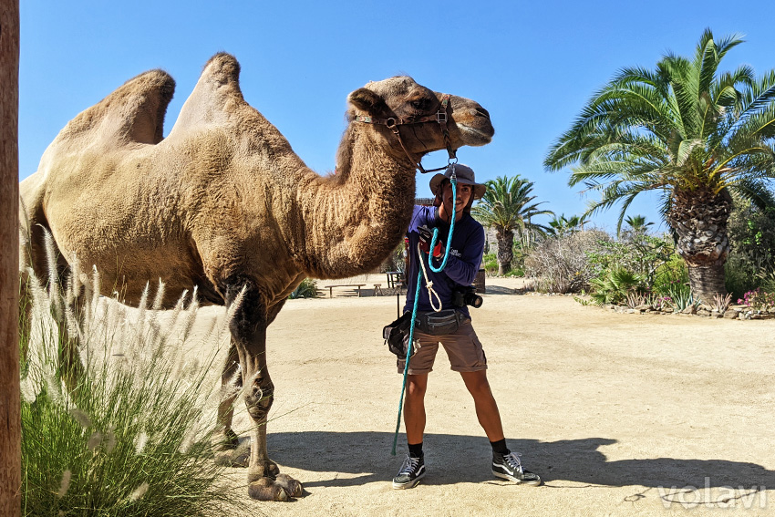 Visita a Camellos en Los Cabos, México.
