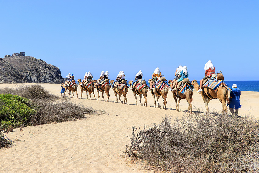 Recorrido en camellos en Los Cabos, México.