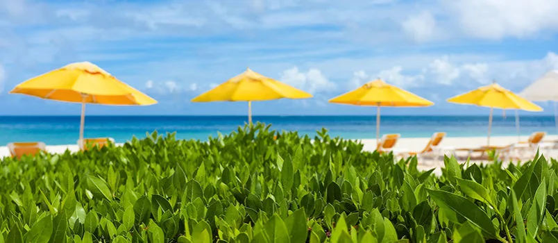 Una de las playas de Anguila rodeada por vegetación.