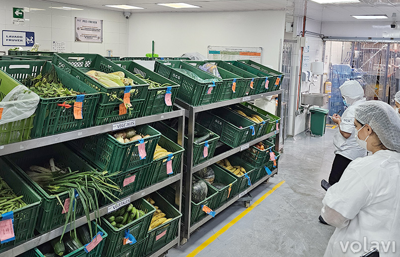 Aquí ingresan las frutas y verduras para su clasificación.