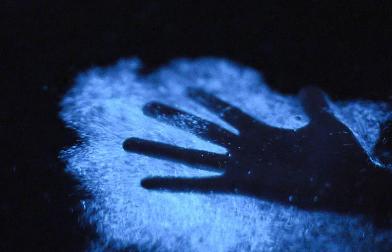 Bahía Bioluminiscente, Puerto Rico – Créditos: Discover Puerto Rico Bahía Bioluminiscente, Puerto Rico – Créditos: Discover Puerto Rico