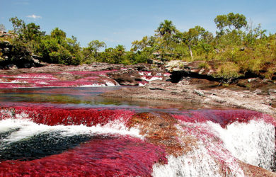 Vista de Caño Cristales. Foto: Álvaro Gaviria Gallo para Parques Nacionales Naturales de Colombia.