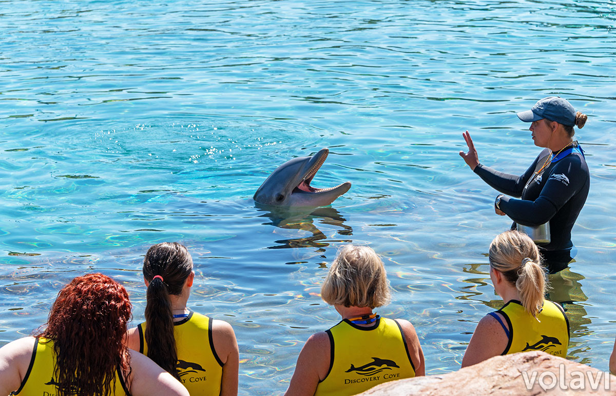 Una guía explica a los visitantes datos de la vida de los delfines en Discovery Cove. Una guía explica a los visitantes datos de la vida de los delfines en Discovery Cove.