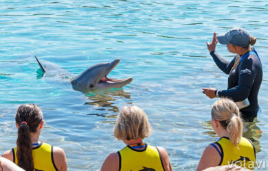 Experiencia de nadar con delfines en Discovery Cove.