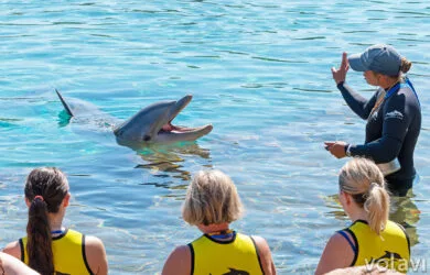 Experiencia de nadar con delfines en Discovery Cove.
