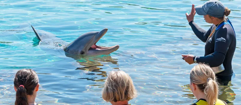 Experiencia de nadar con delfines en Discovery Cove.