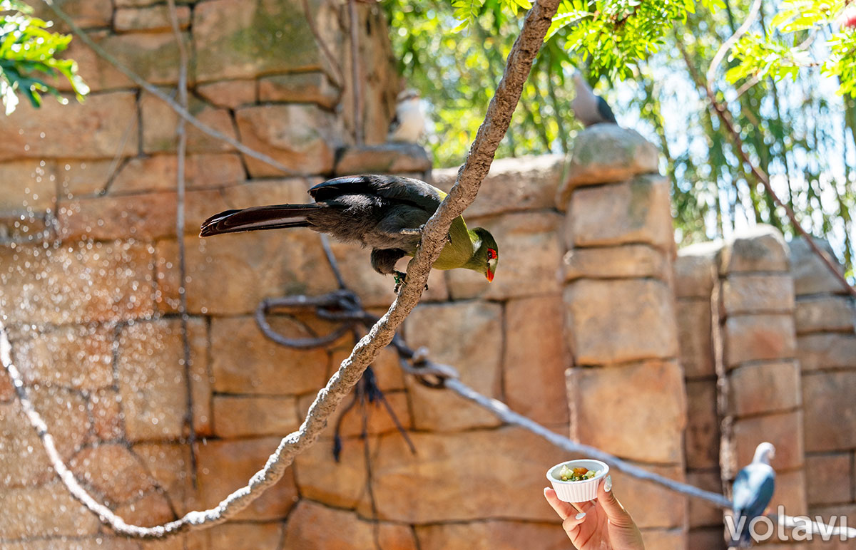 Una visitante alimenta una de las aves en "Explorer's Aviary" de Discovery Cove. Una visitante alimenta una de las aves en "Explorer's Aviary" de Discovery Cove.