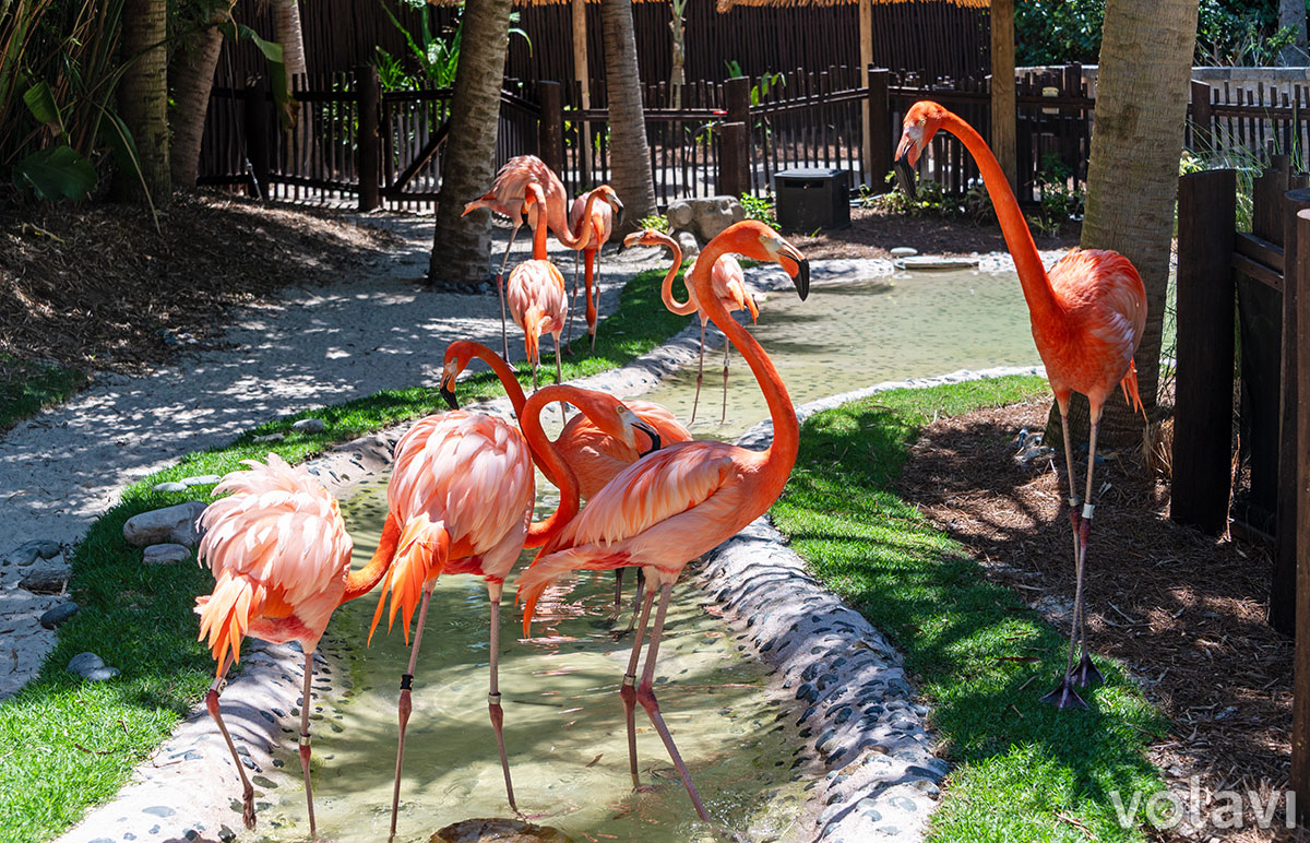 "Flamingo Point", el santuario donde se puede conocer de cerca la vida de estas majestuosas aves. "Flamingo Point", el santuario donde se puede conocer de cerca la vida de estas majestuosas aves.