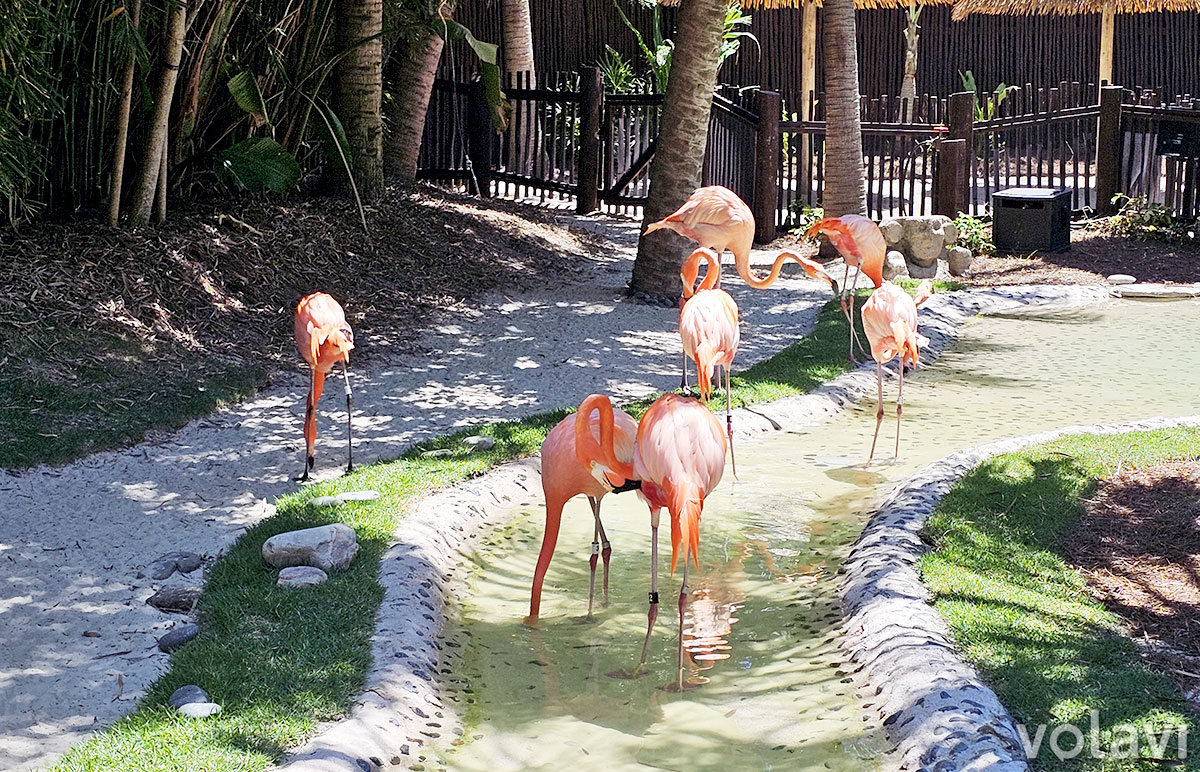 "Flamingo Point" en Discovery Cove, un santuario cuidadosamente diseñado para el bienestar de los flamingos. "Flamingo Point" en Discovery Cove, un santuario cuidadosamente diseñado para el bienestar de los flamingos.