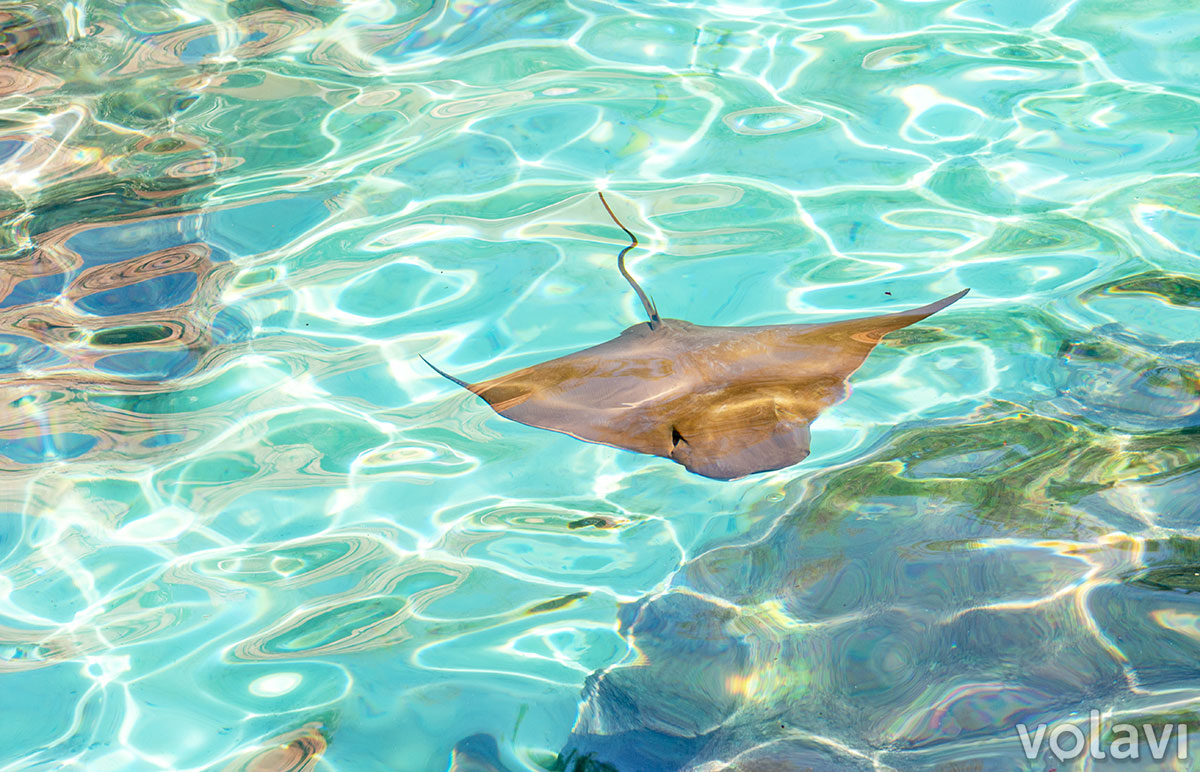 "Grand Reef" donde se puede hacer esnórquel y nadar con rayas en Discovery Cove. "Grand Reef" donde se puede hacer esnórquel y nadar con rayas en Discovery Cove.