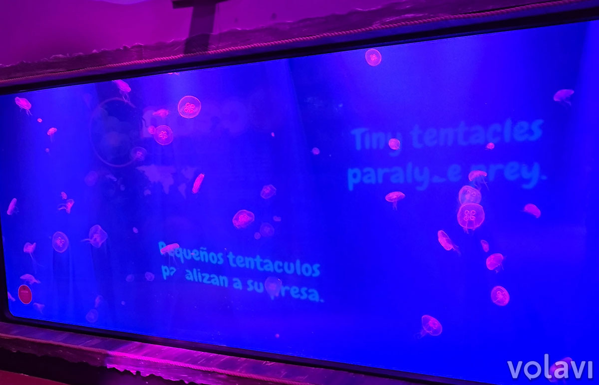 Zona de las medusas en el Sealife Aquarium de Orlando. Zona de las medusas en el Sealife Aquarium de Orlando.