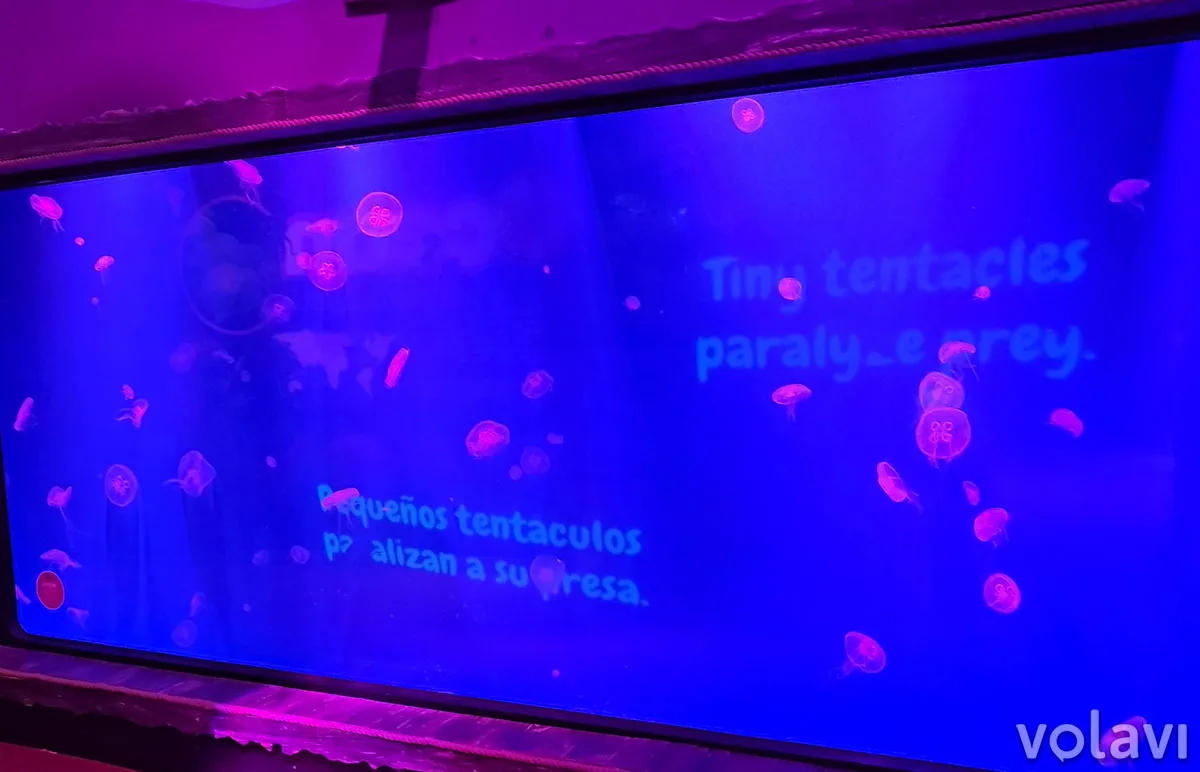 Zona de las medusas en el Sealife Aquarium de Orlando. Zona de las medusas en el Sealife Aquarium de Orlando.