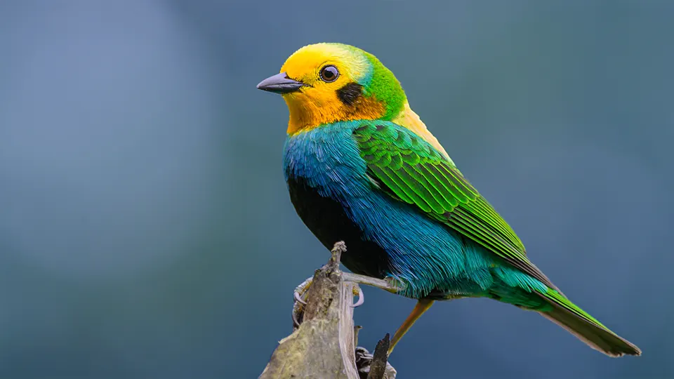 Birding Colombia
