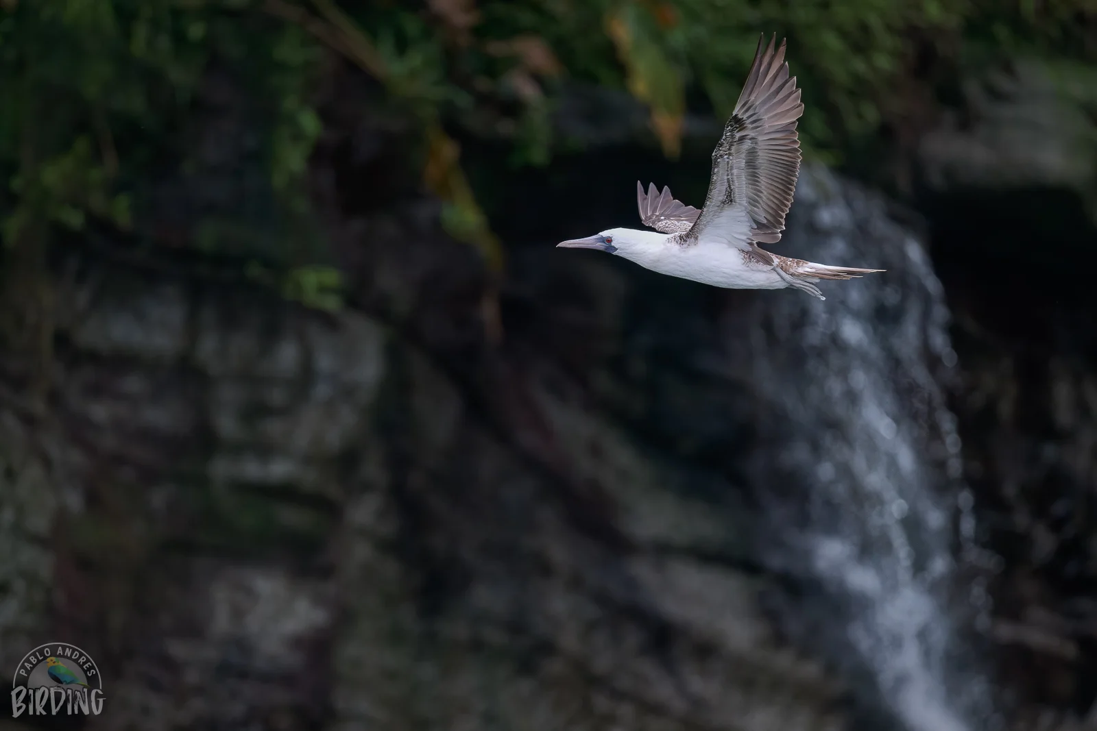 Piquero Peruano (Sula variegata) en vuelo con cascada de fondo
