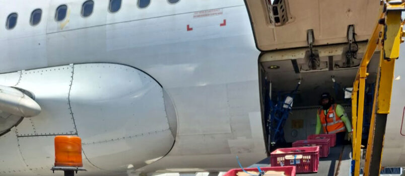 Transporte de mango de azúcar desde Santa Marta a bordo de un avión de LATAM Airlines.