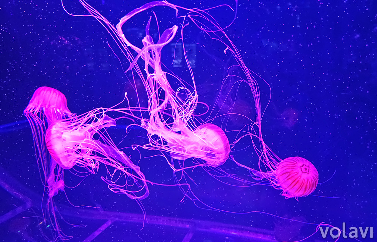 Exhibición de medusas en el Jellyfish Museum. Exhibición de medusas en el Jellyfish Museum.